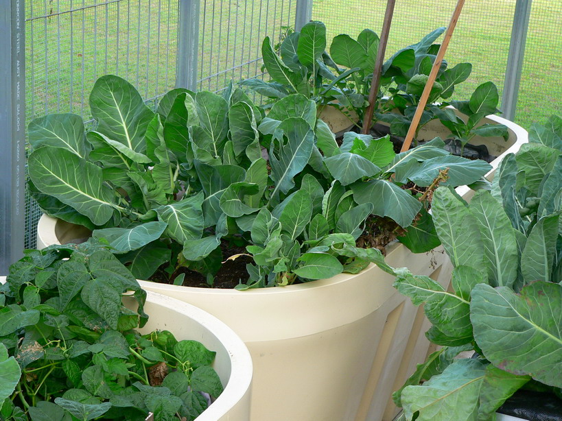 Large Garden Bed Tank